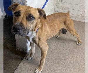 Mutt Dogs for adoption in San Bernardino, CA, USA