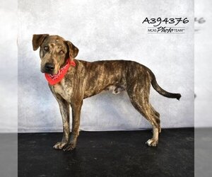 Plott Hound-Unknown Mix Dogs for adoption in Conroe, TX, USA