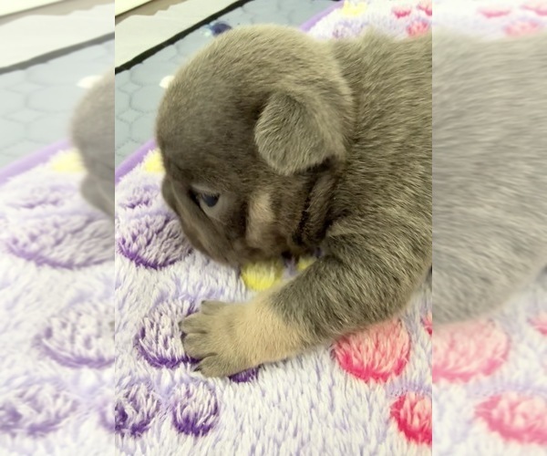 Medium Photo #4 French Bulldog Puppy For Sale in WESLEY CHAPEL, FL, USA