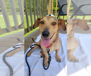 Dachshund-Labrador Retriever Mix Dogs for adoption in Doylestown, PA, USA