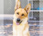 Small German Shepherd Dog