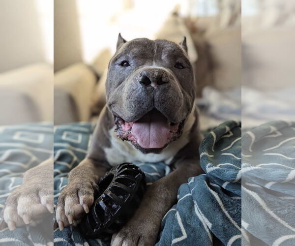 Medium Photo #1 American Pit Bull Terrier Puppy For Sale in El Centro, CA, USA