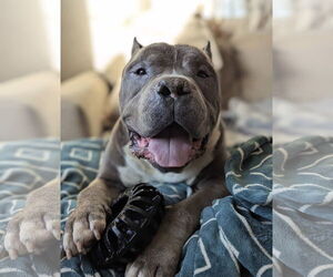 American Pit Bull Terrier Dogs for adoption in El Centro, CA, USA