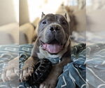 Small American Pit Bull Terrier