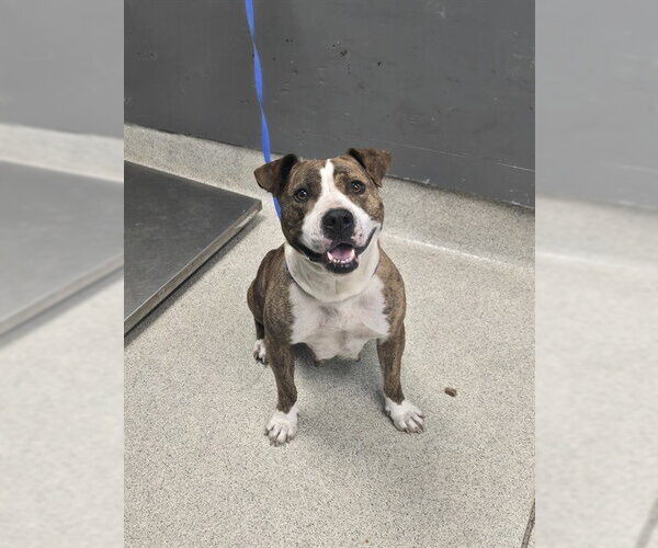 Medium Photo #1 American Staffordshire Terrier Puppy For Sale in Tallahassee, FL, USA