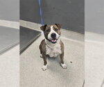 Small American Staffordshire Terrier