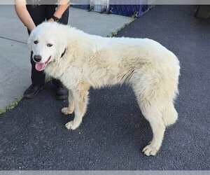 Great Pyrenees-Unknown Mix Dogs for adoption in Oroville, CA, USA
