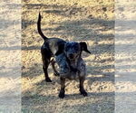 Small #2 Dachshund