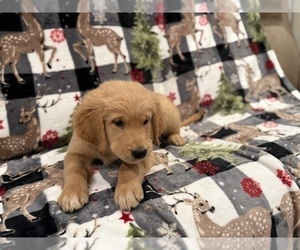 Medium Golden Retriever