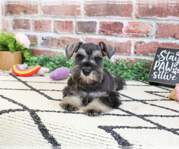 Medium Photo #3 Schnauzer (Miniature) Puppy For Sale in SYRACUSE, IN, USA