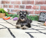 Small #2 Schnauzer (Miniature)