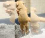 Small #17 American Bully