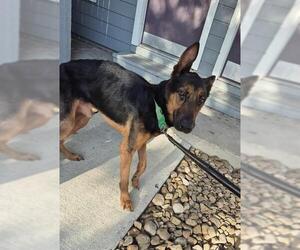 German Shepherd Dog-Unknown Mix Dogs for adoption in San Antonio, TX, USA