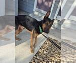 Small German Shepherd Dog Mix