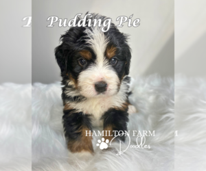 Bernedoodle Puppy for sale in BUDA, IL, USA