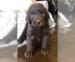 Small #20 Labradoodle