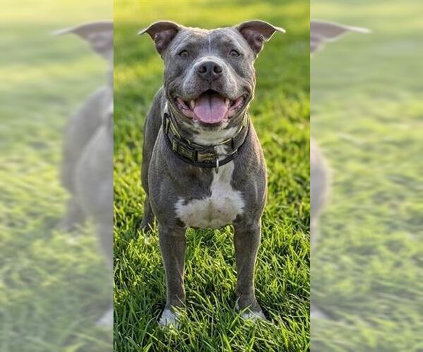 Medium Photo #1 American Staffordshire Terrier-Unknown Mix Puppy For Sale in Akron, OH, USA