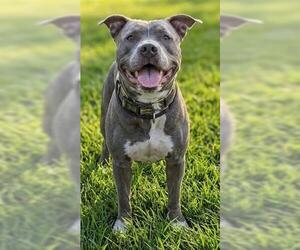 American Staffordshire Terrier-Unknown Mix Dogs for adoption in Akron, OH, USA