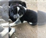Small Photo #2 Anatolian Shepherd-German Shepherd Dog Mix Puppy For Sale in BOULTONS BEACH, NY, USA