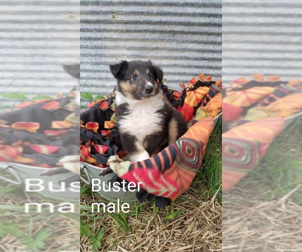 Medium Photo #4 Collie Puppy For Sale in BRIGHTON, IL, USA