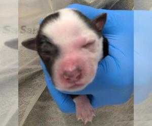 Mutt Dogs for adoption in Las Vegas, NV, USA