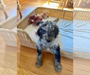Goldendoodle Dogs for adoption in Germantown, OH, USA