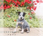 Small #2 Australian Cattle Dog