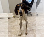 Small Bluetick Coonhound Mix