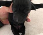 Small Photo #3 German Shorthaired Pointer Puppy For Sale in KENDALL, FL, USA