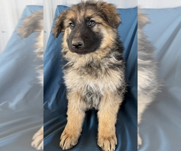 Medium Photo #16 King Shepherd Puppy For Sale in PEACH SPRINGS, AZ, USA
