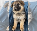 Small Photo #16 King Shepherd Puppy For Sale in PEACH SPRINGS, AZ, USA