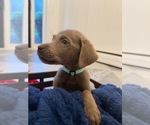 Puppy Puppy 9 Labrador Retriever