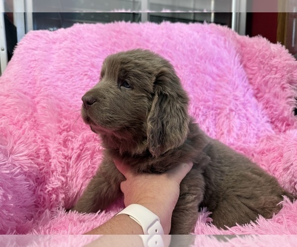 Medium Photo #17 Newfoundland Puppy For Sale in MARTINSBURG, WV, USA