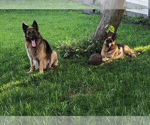 Mother of the German Shepherd Dog puppies born on 05/31/2019