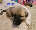 Puppy 5 German Shepherd Dog-Great Pyrenees Mix
