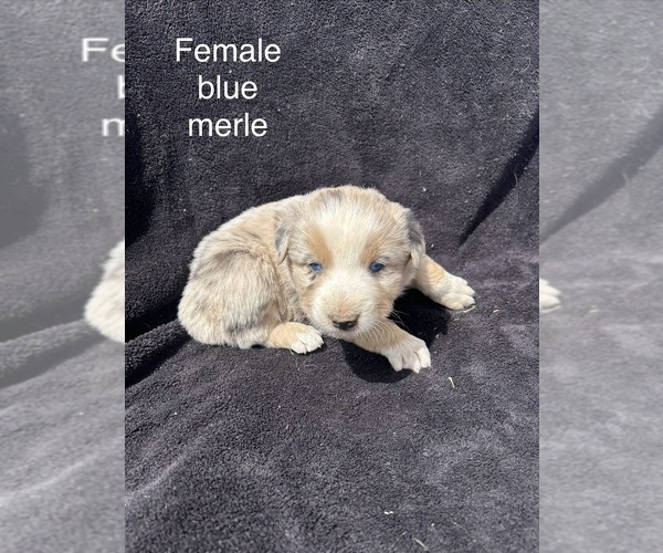 Medium Photo #5 Australian Shepherd Puppy For Sale in COTOPAXI, CO, USA
