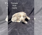 Small #4 Australian Shepherd