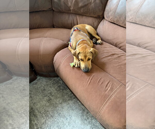 Medium Photo #7 Labrador Retriever-Unknown Mix Puppy For Sale in Tarrytown, GA, USA