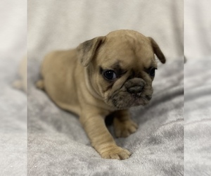 French Bulldog Puppy for sale in CHESAPEAKE, VA, USA