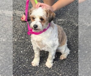 Sweetie - Female Shih Tzu-Unknown Mix Dog for Adoption - Photo #3
