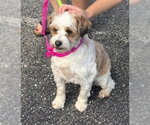 Small Photo #3 Shih Tzu-Unknown Mix Puppy For Sale in Grafton, WI, USA