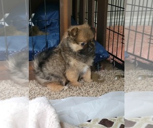 Pomimo Puppy for sale in IRMO, SC, USA