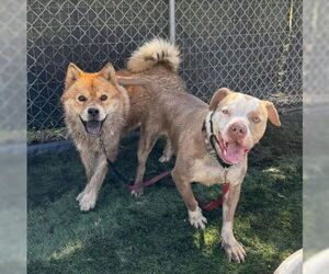 Ronnie - Male Chow Chow-Unknown Mix Dog for Adoption - Photo #2