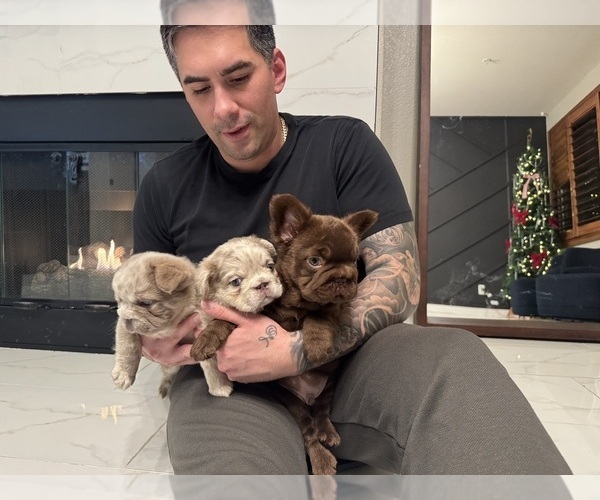 Medium Photo #9 French Bulldog Puppy For Sale in SAN DIEGO, CA, USA