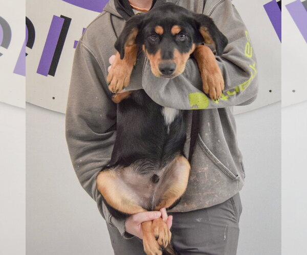 Medium Photo #4 Shepweiller Puppy For Sale in Huntley, IL, USA