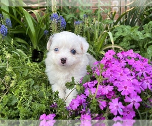 Miniature Australian Shepherd Puppy for sale in SILVER LAKE, IN, USA