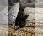 Small #1 Cane Corso
