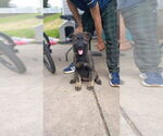 Small #6 German Shepherd Dog