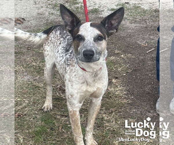 Medium Photo #7 Mutt Puppy For Sale in Washington, DC, USA