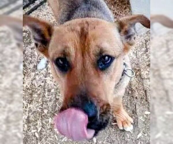 Medium Photo #4 German Shepherd Dog-Unknown Mix Puppy For Sale in columbia, SC, USA